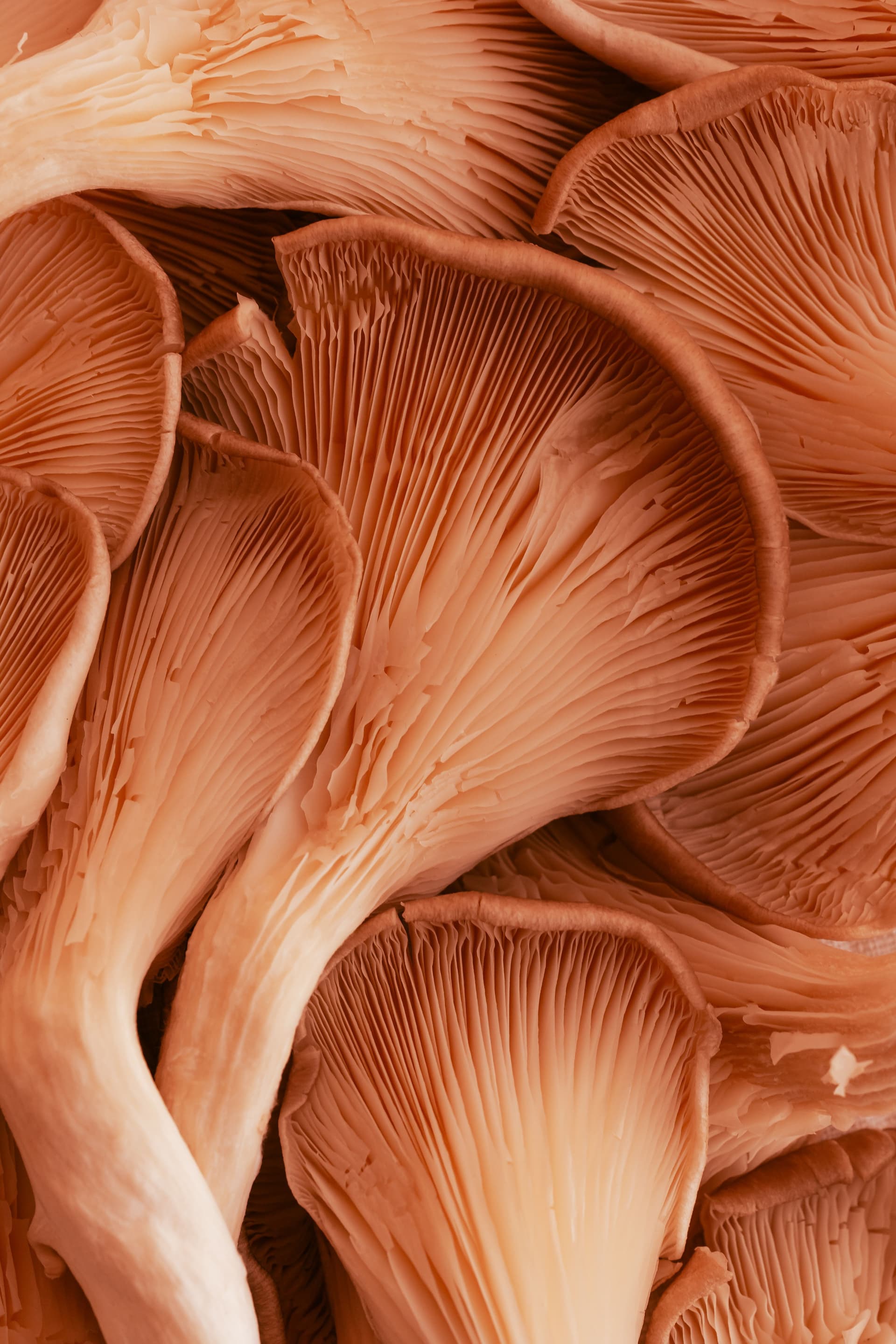Abstract photo of mushrooms